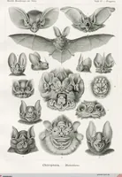 An illustration from (Band 2): Fünfzig Illustrationstafeln mit beschreibendem Text (1900)