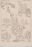 An illustration from (Band 2): Fünfzig Illustrationstafeln mit beschreibendem Text (1900)