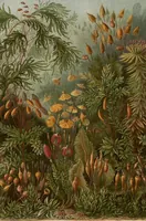 Picture 25 of 51 from (Band 2): Fünfzig Illustrationstafeln mit beschreibendem Text (1900), leaf 79