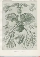 Picture 2 of 51 from (Band 2): Fünfzig Illustrationstafeln mit beschreibendem Text (1900), leaf 9