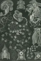 Picture 29 of 51 from (Band 2): Fünfzig Illustrationstafeln mit beschreibendem Text (1900), leaf 96