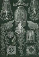 Picture 30 of 51 from (Band 2): Fünfzig Illustrationstafeln mit beschreibendem Text (1900), leaf 99