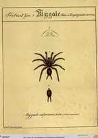 Picture 1 of 29 from Monographie der Spinnen / Monographia Aranearum (1820), leaf 22