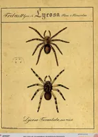 Picture 2 of 29 from Monographie der Spinnen / Monographia Aranearum (1820), leaf 23