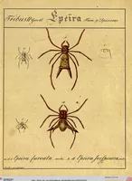 Picture 3 of 29 from Monographie der Spinnen / Monographia Aranearum (1820), leaf 25