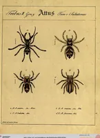 Picture 4 of 29 from Monographie der Spinnen / Monographia Aranearum (1820), leaf 30