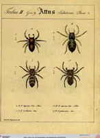 Picture 5 of 29 from Monographie der Spinnen / Monographia Aranearum (1820), leaf 31