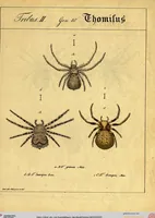 Picture 6 of 29 from Monographie der Spinnen / Monographia Aranearum (1820), leaf 32