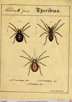 Picture 7 of 29 from Monographie der Spinnen / Monographia Aranearum (1820), leaf 33