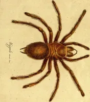 Picture 8 of 29 from Monographie der Spinnen / Monographia Aranearum (1820), leaf 34