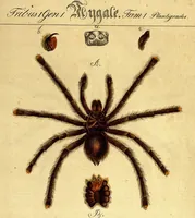 Picture 9 of 29 from Monographie der Spinnen / Monographia Aranearum (1820), leaf 35