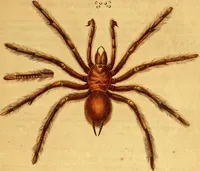Picture 10 of 29 from Monographie der Spinnen / Monographia Aranearum (1820), leaf 36