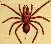 An illustration from Monographie der Spinnen / Monographia Aranearum (1820)