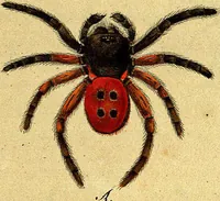Picture 12 of 29 from Monographie der Spinnen / Monographia Aranearum (1820), leaf 40