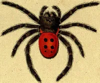 An illustration from Monographie der Spinnen / Monographia Aranearum (1820)