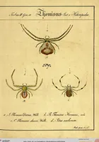 Picture 14 of 29 from Monographie der Spinnen / Monographia Aranearum (1820), leaf 41