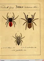 Picture 16 of 29 from Monographie der Spinnen / Monographia Aranearum (1820), leaf 46