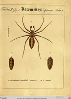Picture 17 of 29 from Monographie der Spinnen / Monographia Aranearum (1820), leaf 47