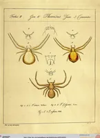 Picture 19 of 29 from Monographie der Spinnen / Monographia Aranearum (1820), leaf 50