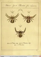 Picture 20 of 29 from Monographie der Spinnen / Monographia Aranearum (1820), leaf 51