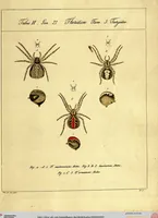 Picture 21 of 29 from Monographie der Spinnen / Monographia Aranearum (1820), leaf 52