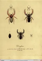 Picture 23 of 29 from Monographie der Spinnen / Monographia Aranearum (1820), leaf 56