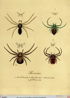Picture 24 of 29 from Monographie der Spinnen / Monographia Aranearum (1820), leaf 57