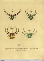 Picture 25 of 29 from Monographie der Spinnen / Monographia Aranearum (1820), leaf 58