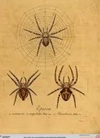 Picture 26 of 29 from Monographie der Spinnen / Monographia Aranearum (1820), leaf 60