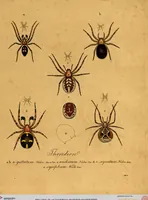 Picture 27 of 29 from Monographie der Spinnen / Monographia Aranearum (1820), leaf 61