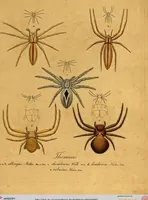 An illustration from Monographie der Spinnen / Monographia Aranearum (1820)