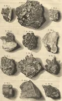 An illustration from Mvsevm Richterianvm: continens fossilia animalia vegetabilia mar. (1743)