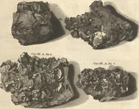 An illustration from Mvsevm Richterianvm: continens fossilia animalia vegetabilia mar. (1743)