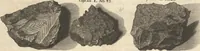 An illustration from Mvsevm Richterianvm: continens fossilia animalia vegetabilia mar. (1743)