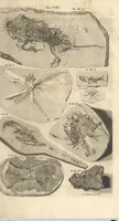 An illustration from Mvsevm Richterianvm: continens fossilia animalia vegetabilia mar. (1743)