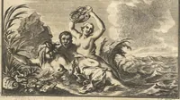 An illustration from Mvsevm Richterianvm: continens fossilia animalia vegetabilia mar. (1743)