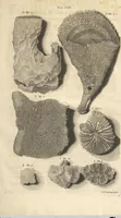 An illustration from Mvsevm Richterianvm: continens fossilia animalia vegetabilia mar. (1743)