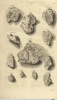 Picture 10 of 62 from Mvsevm Richterianvm: continens fossilia animalia vegetabilia mar. (1743), leaf 68
