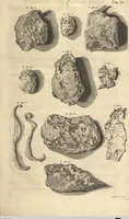 An illustration from Mvsevm Richterianvm: continens fossilia animalia vegetabilia mar. (1743)