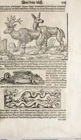 Picture 44 of 122 from Heydenweldt Vnd [und] irer Götter anfängcklicher vrsprung [Ursprung]: durch was verwhänungen den selben etwas vermeynter macht zugemessen, vmb dero wille[n], sie von den alten verehert worden ... (1554), leaf 391