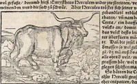 Picture 71 of 122 from Heydenweldt Vnd [und] irer Götter anfängcklicher vrsprung [Ursprung]: durch was verwhänungen den selben etwas vermeynter macht zugemessen, vmb dero wille[n], sie von den alten verehert worden ... (1554), leaf 466