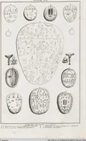 An illustration from Heilige Ceremonien, Gottes und Götzen-Dienste aller Völcker der Welt, Oder Eigentliche Vorstellung und summarischer Begriff, der vornehmsten Gottes-Dienstlichen Pflichten, Kirchen- und Tempel-Gebräuchen, der Christlich- und abgöttischen Völcker der gantzen Welt: Welche Nach des Berühmten Picarts Erfindung in Kupfer gestochen, und verlegt worden (1748)