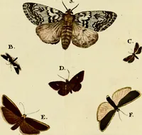 An illustration from (Band 1) (1786)