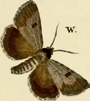 An illustration from (Band 1) (1786)
