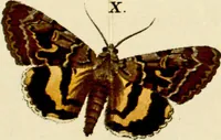 An illustration from (Band 1) (1786)
