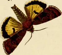 An illustration from (Band 1) (1786)