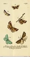 An illustration from (Band 1) (1786)