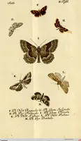 An illustration from (Band 1) (1786)