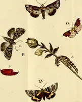 An illustration from (Band 1) (1786)