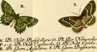 An illustration from (Band 1) (1786)